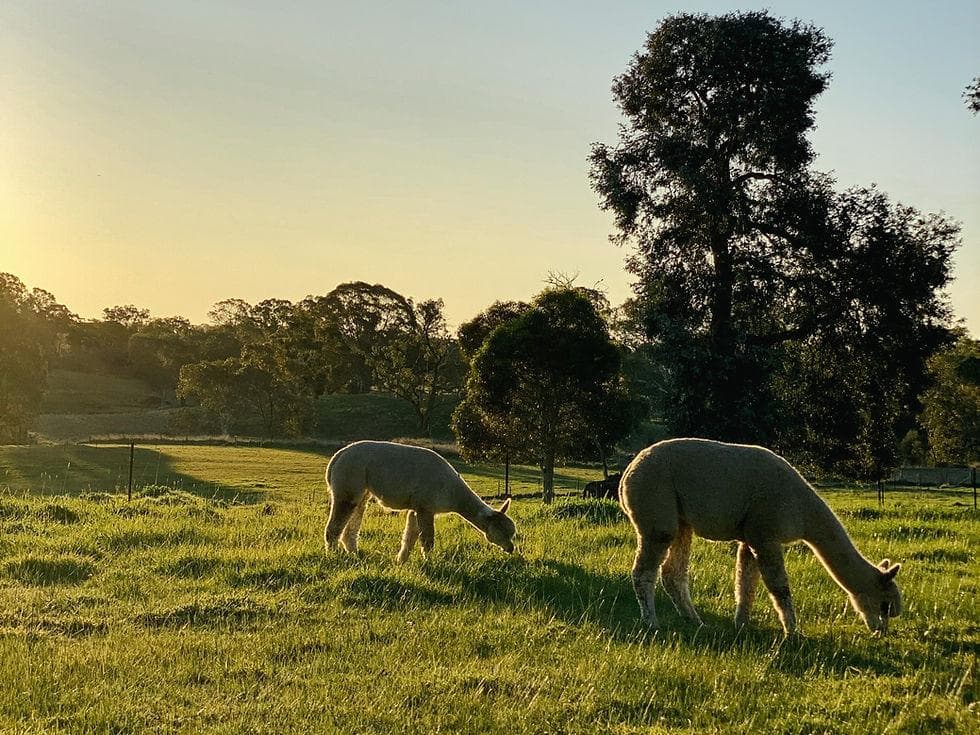 Charming Farm Animals